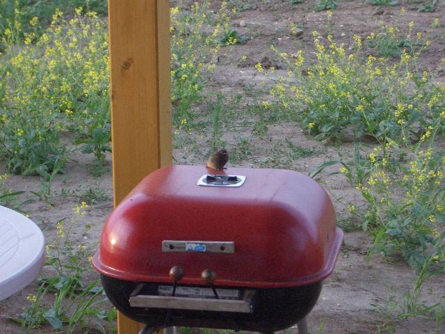 CIMG2559 Dieses Rotschwanz-Junge ist in unserem Gartentisch zur Welt gekommen. Am Griller hat es ihm gefallen.