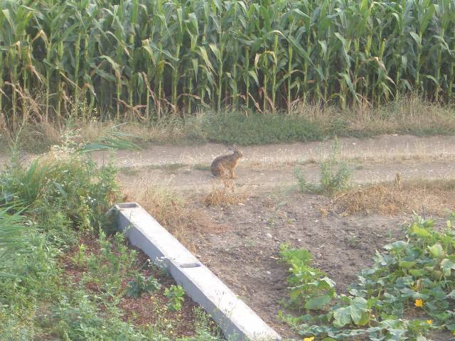 CIMG2681 Dieses Hasi kommt uns oft besuchen.