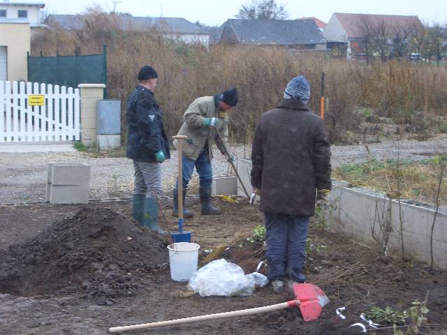 CIMG2927 Das Wetter war grauslich, aber zu viert haben wir die Pflanzen ruck zuck vergraben.