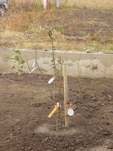 CIMG2935 Vor dem Haus steht nun auch schon ein kleiner Apfelbaum.