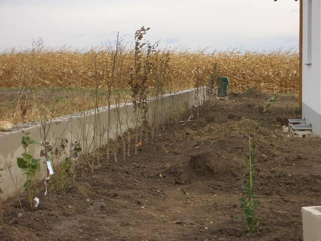 CIMG2936 Die Bepflanzung der linken Grundstcksgrenze ist nun fertig.