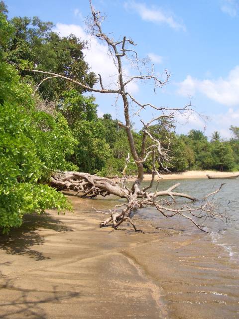 CIMG3145 Kein fossiler Baum, trotzdem stimmungsvoll