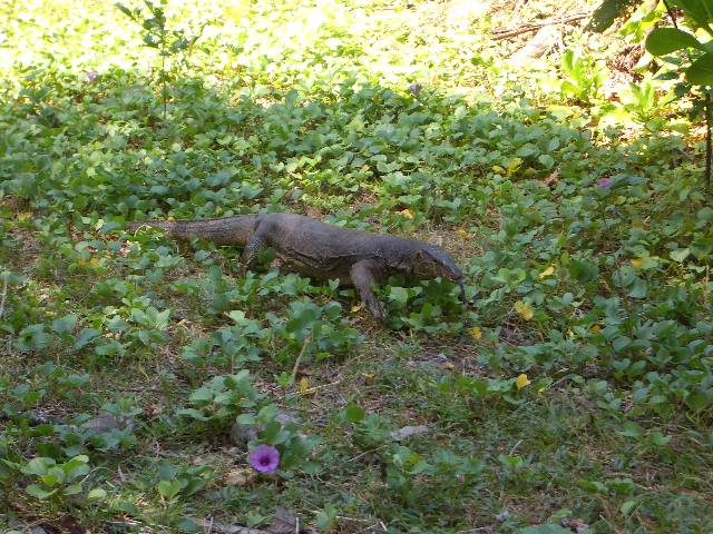 CIMG3274 Aber ein Varan.