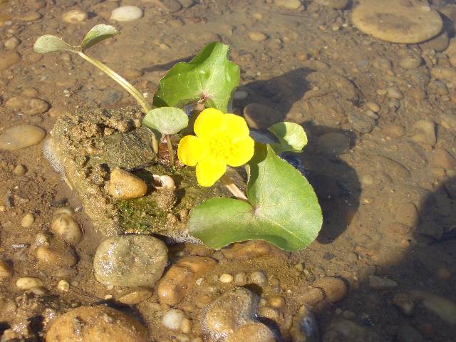 CIMG3742 2 Blmchen blhen schon im Teich.