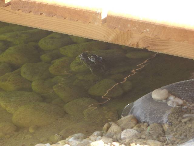 CIMG3824 Endlich haben die Wechselkrten unseren Teich gefunden und es wird ganz fleissig 