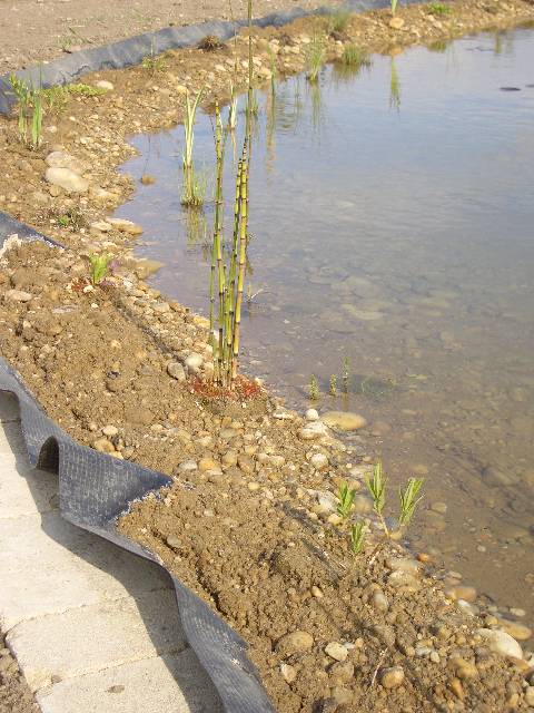 CIMG3867 Den Pflanzen im Teich kann man beim Wachsen zusehen.