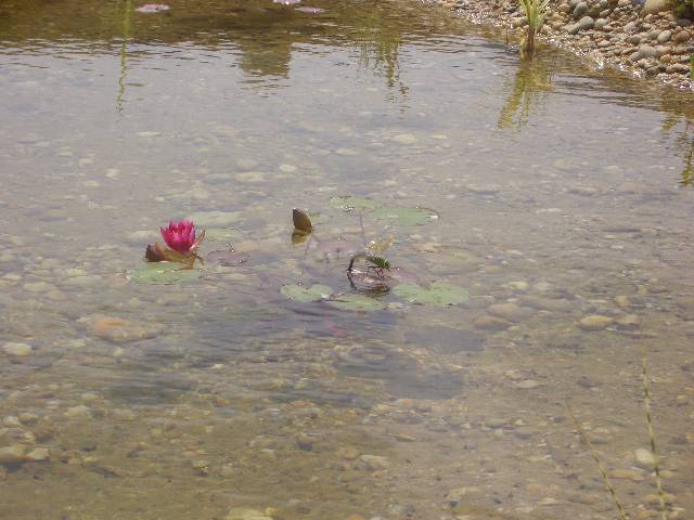 CIMG3963 Ganz viele Libellen kommen zum Teich.