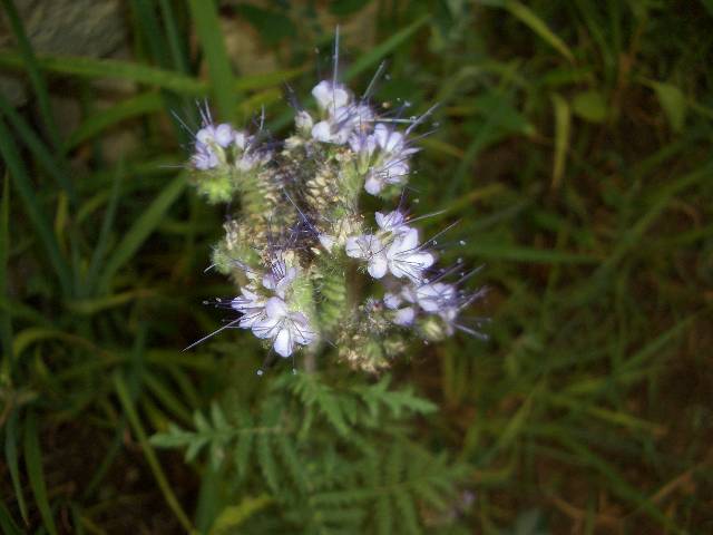 CIMG4093 Noch mehr Blumen in unserem Garten