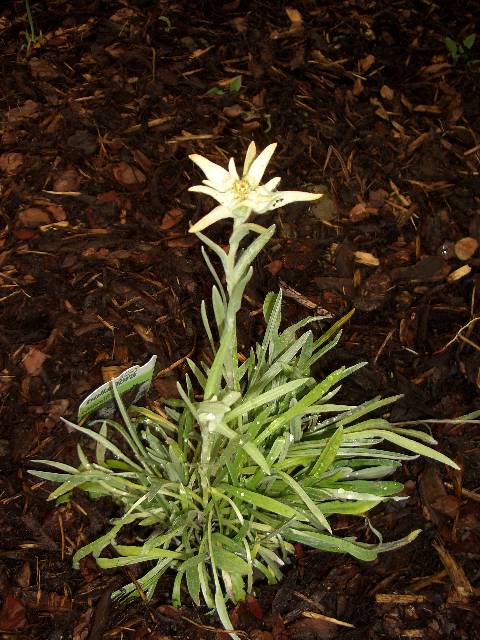 CIMG4094 Edelweiss