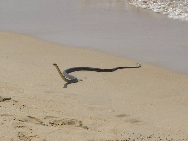 khao36 auch sowas gibts dort am Strand...