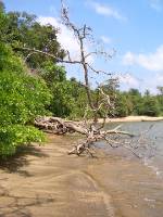 CIMG3145 Kein fossiler Baum, trotzdem stimmungsvoll