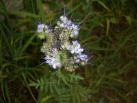 CIMG4093 Noch mehr Blumen in unserem Garten