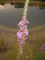 CIMG4099 und noch mehr Blumen...